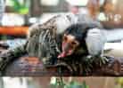 動物図鑑・コモンマーモセットの写真 14
